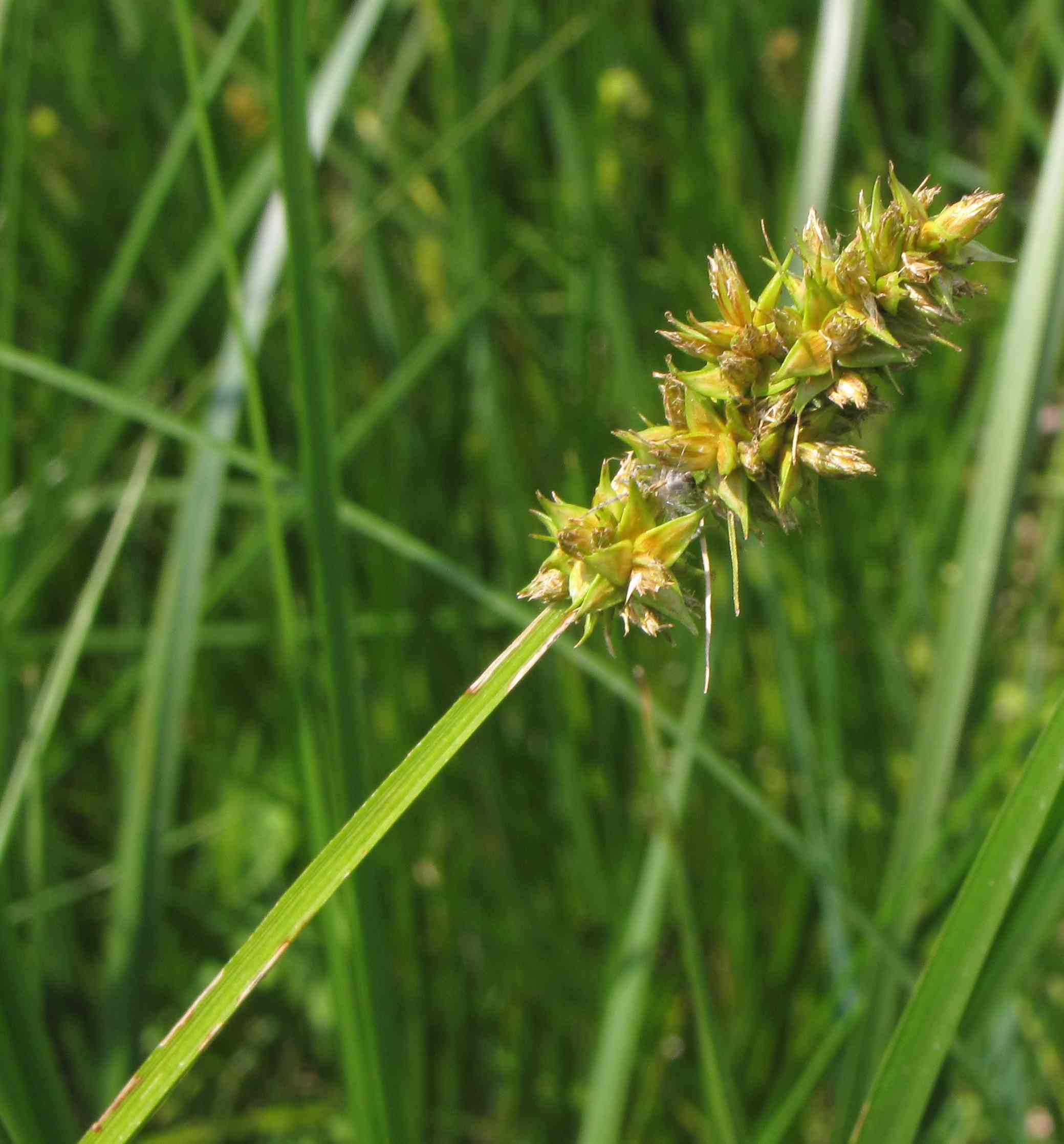 pianta di palude - Carex otrubae